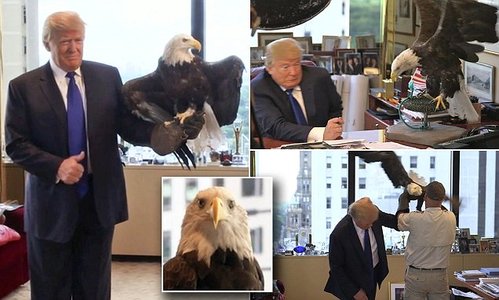 Трамп руу бүргэд дайрчээ