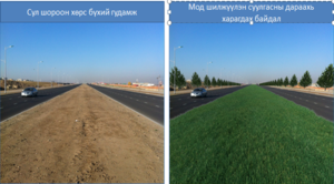 Нийслэлд  6000 гаруй том мод шилжүүлэн суулгана