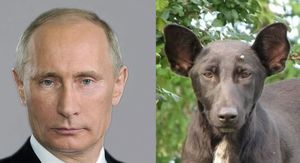 Путинийг шогловол 250 мянгаар торгуулна