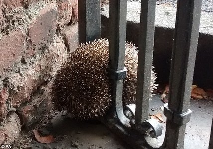Хашлаганд гацсан зарааг аварчээ