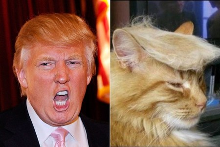 Трамп: Миний үсийг битгий доромжил