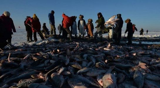Хяргас, Айраг нуураас 50 мянган тонн загас агнажээ