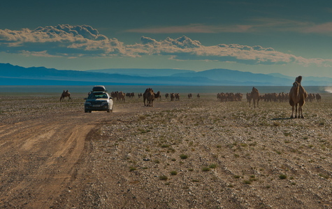 “Rally Mongolia”-д 3355 км уралдана