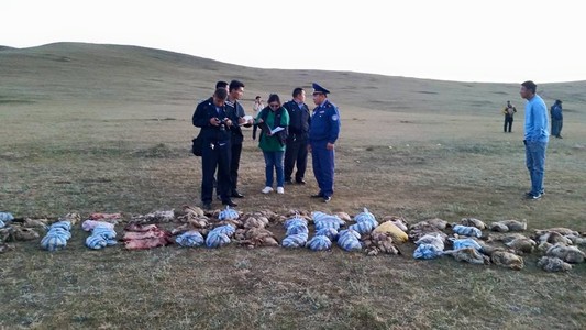 352  ширхэг  тарваганы түүхий тулам илрүүлжээ