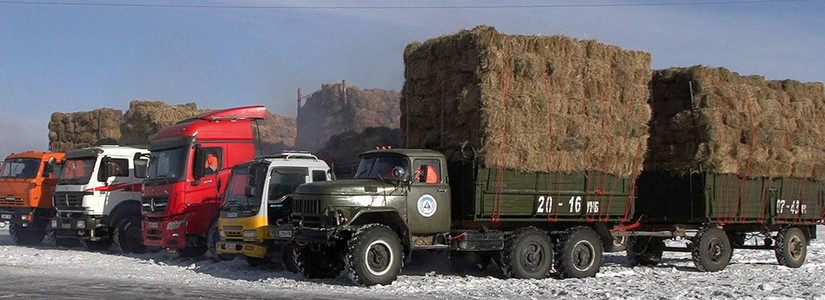 Хаваржилт хүндэрсэн зарим аймагт хямд үнээр өвс, тэжээл олгоно