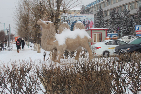 13 дах цасны ард