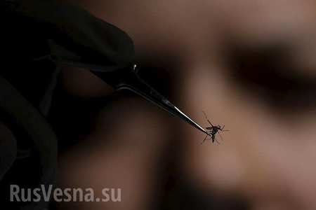 Испанид жирэмсэн эмэгтэй зикагийн халдвар авчээ