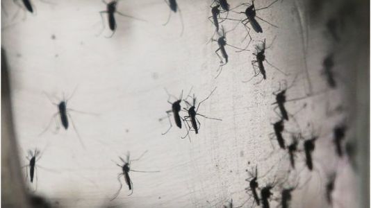 Австралийн иргэд зикагийн халдвар авчээ