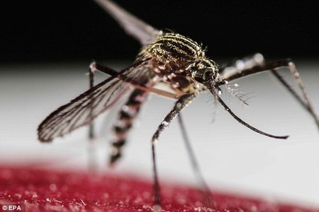 Ирландад зика вирус бүртгэгдлээ