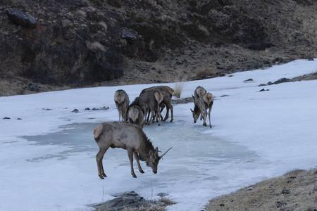 Говь гурван сайхан ууланд буга нутагшууллаа