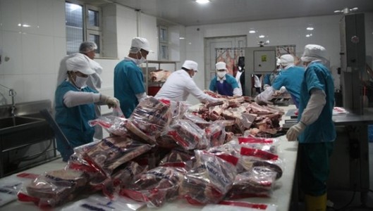 Нийт 1000 орчим тонн мах экспортолжээ
