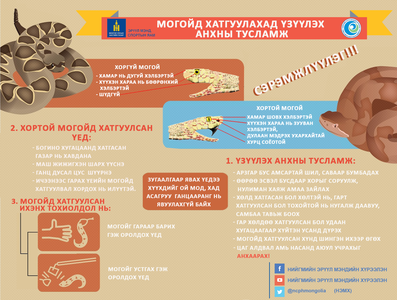 Могойд хатгуулбал ямар арга хэмжээ авах вэ