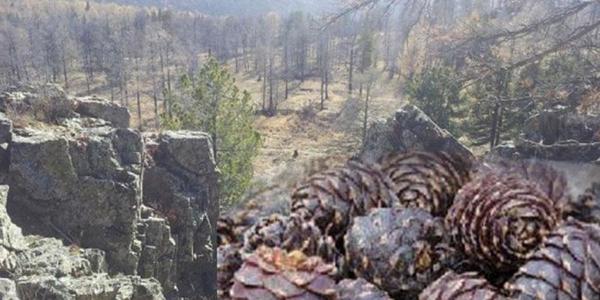 Самрын наймаачид самарч эхэллээ
