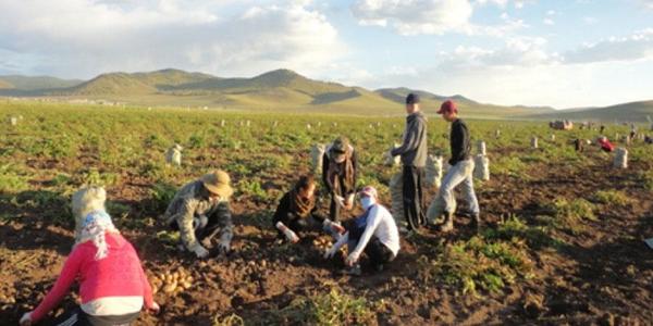 Ургац хураасан оюутнуудыг 20 мянган төгрөгөөр цалинжуулна