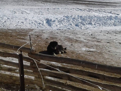 Нохой эзнийхээ амийг аварчээ