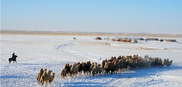65.9 сая толгой мал өвөлжиж, хаваржина