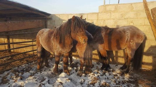 Хулгайн хэргийг үйлдэл дээр нь илрүүллээ