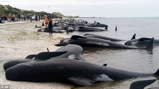 Хүчтэй давалгааны улмаас 100 гаруй халим эрэг дээр шидэгджээ