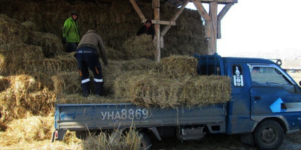 Дүүргийн 22 өрхөд 10 тонн буюу 500 боодол өвсийг үнэ төлбөргүй олголоо