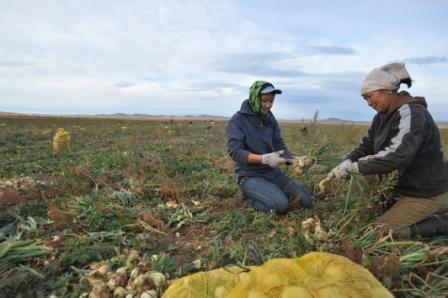 15.1 мянган га-д төмс тариалжээ