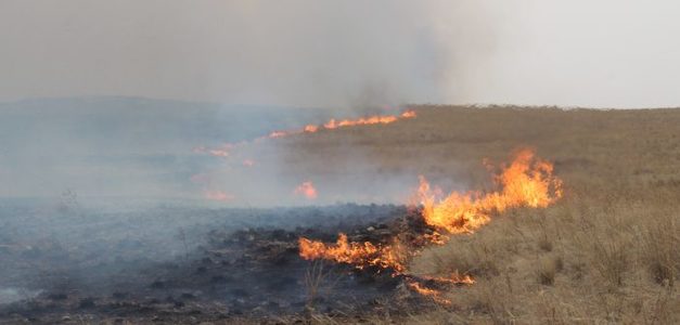 Улсын хэмжээнд 10 удаагийн ой, хээрийн түймэр гарчээ