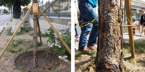 Том оврын нарсанд дуслын шингэн залгалаа