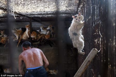 Хятадад муур, нохойны мах борлуулахыг хориглоно