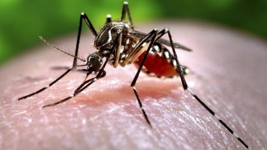 Энэтхэгийн гурван иргэн зикагийн халдвар авчээ