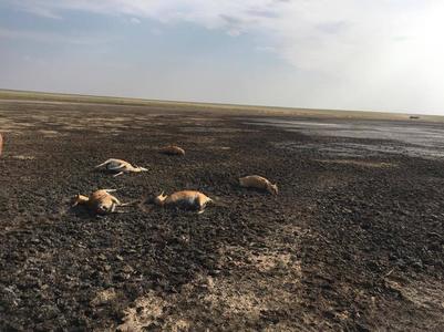 Зээр хамгаалах сан байгуулна 
