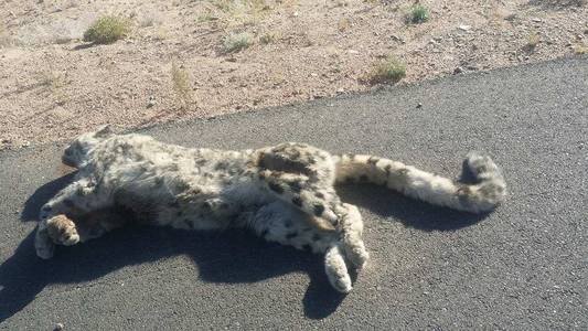 Цоохор ирвэс машинд дайруулжээ