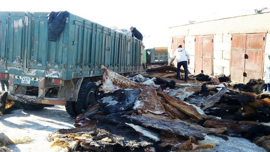 Үхрийн шир Хэнтий аймагт 40 мянган төгрөгийн үнэтэй байна