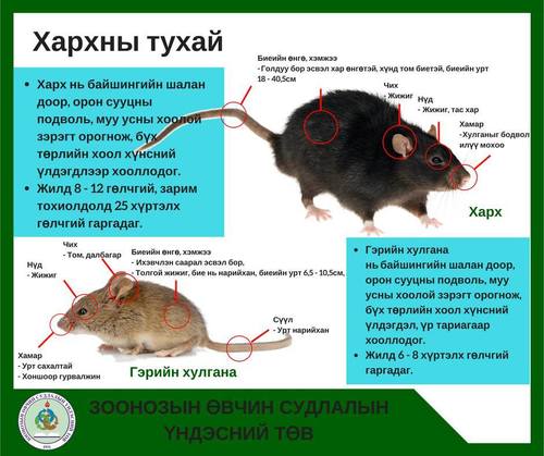 Үхсэн хархтай таарвал мэргэжлийн байгууллагад хандахыг зөвлөв