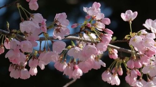 Сакура цэцэг намар дэлбээлж, олныг гайхшрууллаа
