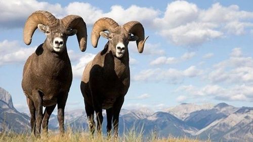 Тусгай зориулалтаар агнах ан агнуурын квотыг тогтоолоо