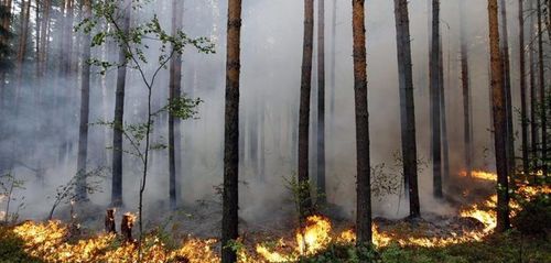 Ой хээрийн түймрээс сэргийлэх хамтарсан мэдэгдлийг хүргүүллээ