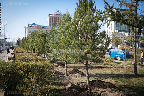 Энэ жил нийслэлийн 200 га газарт ойжуулалт, нөхөн сэргээлт хийнэ
