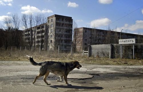 Чернобыль: Хүн төрөлхтний учруулсан шархыг байгаль өөрөө анагаасныг илтгэх баримтууд 