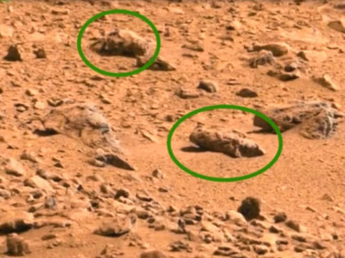 Ангараг гариг дээр шавж амьдардаг нь тогтоогджээ