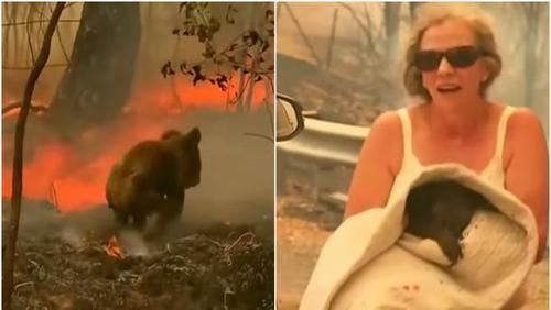 ВИДЕО: Түймрээс амьтдыг аврахын тулд 750 мянган ам.доллар цуглуулжээ