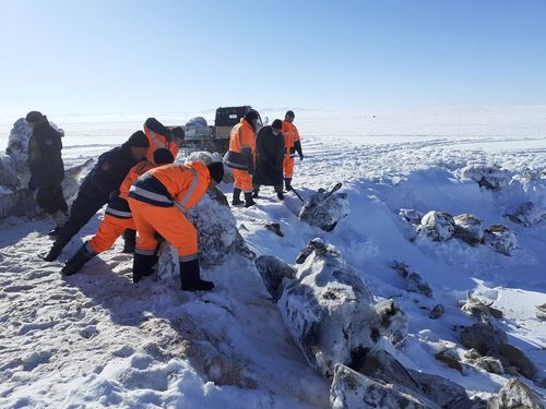 “Ойгон нуурт” хорогдсон үхрүүдийн сэг зэмийг цэвэрлэв