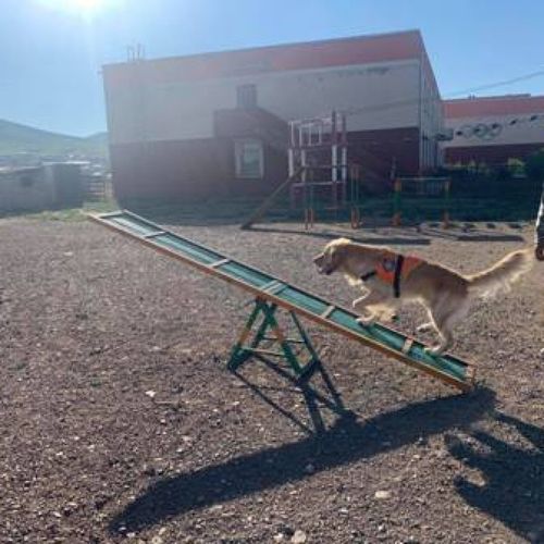 Албаны нохойны байр, сургалтын талбайтай болжээ
