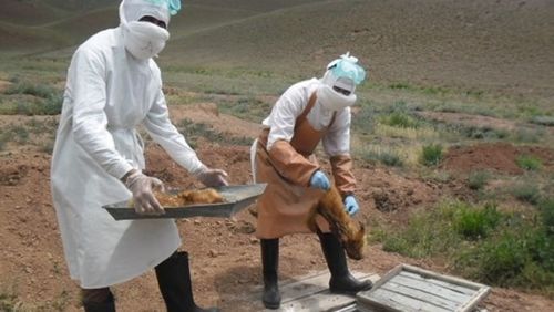 ОХУ: Горный Алтайд тарваган тахлын голомт илэрчээ