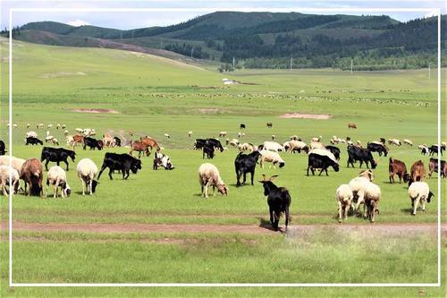 100 гаруй мянган га бэлчээрийн ургамлыг хамгааллаа