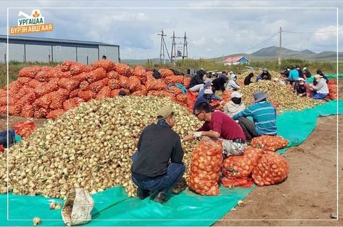 Ургац хураалтад 13 аймгаас 7308 ажлын байрны захиалга ирээд байна