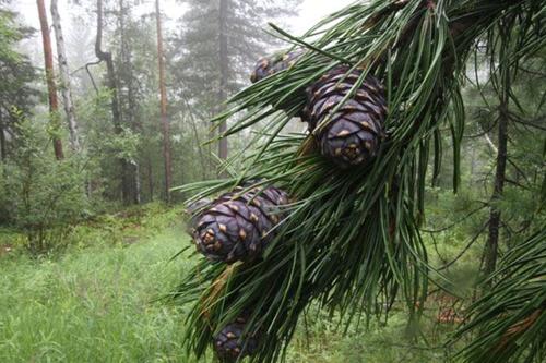 Самарт яваад сураггүй болсон иргэнийг эрэн хайж байна