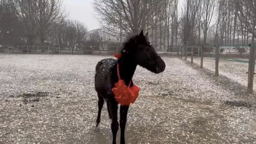 Хятадад анх удаа уралдааны морь клоны аргаар гарган авчээ