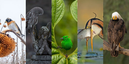Bird Photographer of the Year 2023: Оны шилдэг шувуудын зурагчид