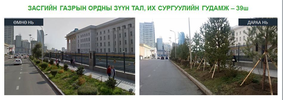 Хотын гудамжинд суулгасан шилмүүст модны ургалттай танилцлаа